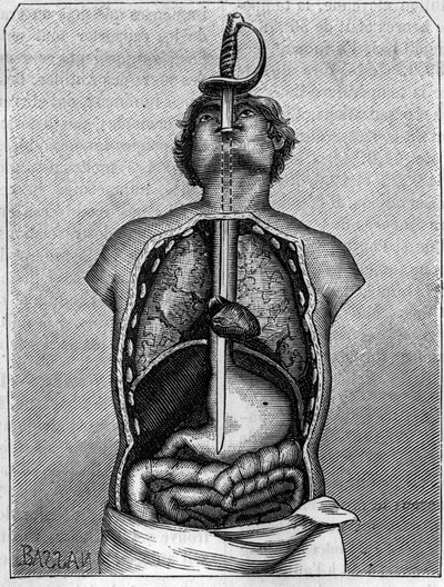 Position occupied by the blade in the body of a swallow. Engraving in La Nature: revue des sciences et de leurs applications aux arts et a l