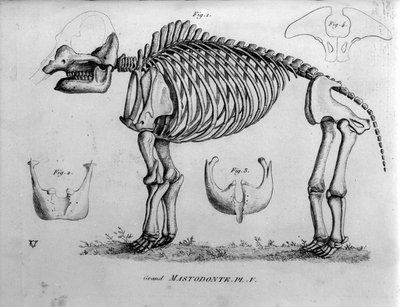 Prehistory: Mastodon skeleton, fossil mammals (Mas gigantium). Paleontology board of the 19th century by Unknown artist
