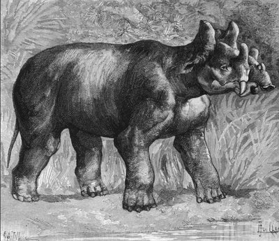 Prehistory: representation of a mirabile dinoceras, a faint species of rhinoceros. Engraving from the end of the 19th century by Unknown artist