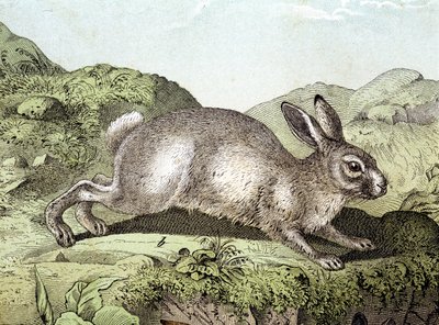 Rabbit - in 