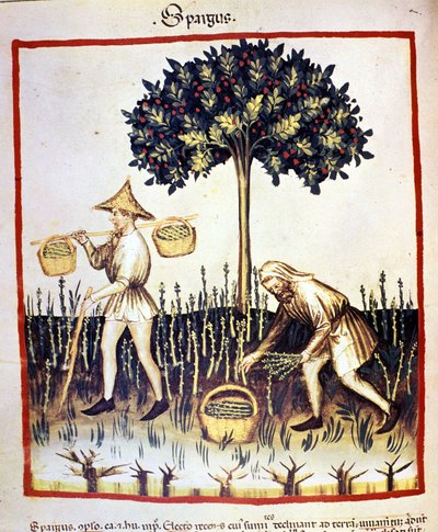 Recolle asparagus (illumination from 