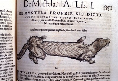 Representation of a Mustella (Family of Mustelids) Related to the Weasel - in Historia Animalium by Conrad Gesner, Tiguri by Unknown artist
