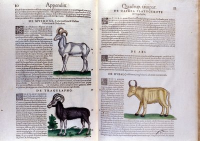 Representation of Sheep, Buffalo... - in Historia Animalium by Conrad Gesner (1516-1565), Tiguri by Unknown artist