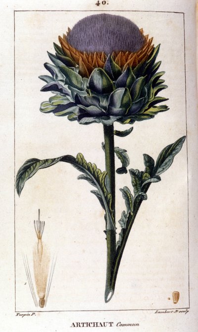 Representation of the common artichoke. Botanical board. 19th century. by Unknown artist