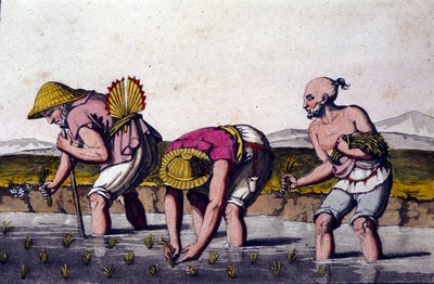 Rice cultivation in China by Unknown artist