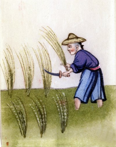 Rice cultivation in China by Unknown artist