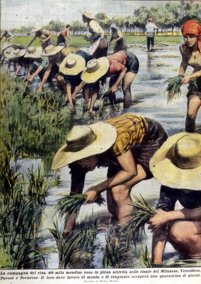 Rice replanting in the vicinity of Milan in 1954 by Unknown artist