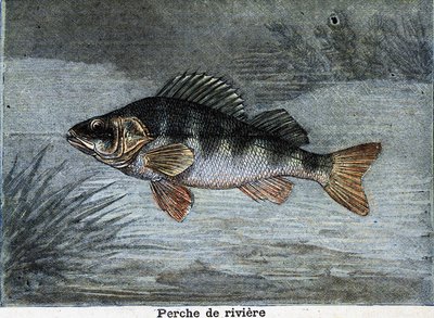 River perch. Engraving from 1897 by Unknown artist