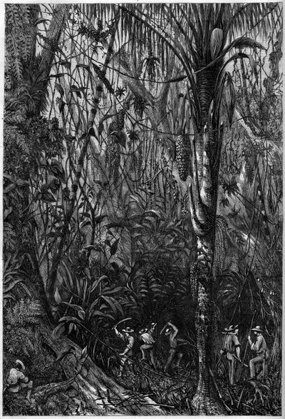 Road development in Central America: The drilling of the Nicaraguan road through a virgin forest (deforestation). Drawing of Lieutenant Olivier, member of Captain Bedford Pim