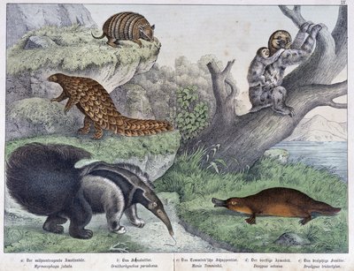 Rodent: Armadillo, Sloth, Anteater - in 