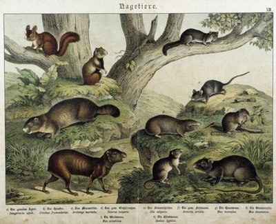 Rodent: Squirrel... - in 