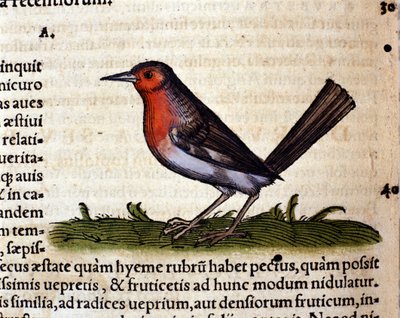 Rouge after the Historia Animalium by Conrad Gesner, Tiguri 1560. Biblioteca nazionale Braidense. Milan by Unknown artist