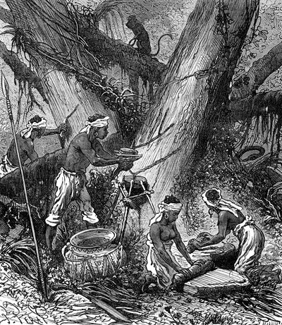 Rubber Harvesting in Malaysia Forest (engraving) by Unknown Artist