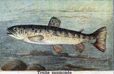 Salmon trout engraving from 1898 by Unknown artist