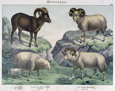 Sheep: Sheep, Ram, Ibex - in “Histoires naturelles des mammifères”, ed. Schreiber by Unknown artist