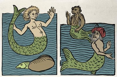 Siren or Virgin of the Sea, Monkey and Sea Turk by Unknown artist