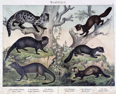 Small caruasiers - in "Natural histories of mammals", ed. Schreiber by Unknown artist