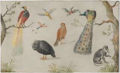 Study of Birds and Monkey by Unknown Artist