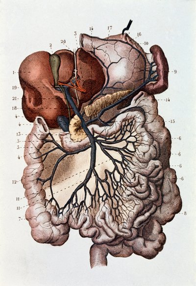 Study of human brain, cerebral hemispheres and cerebellum by Unknown artist