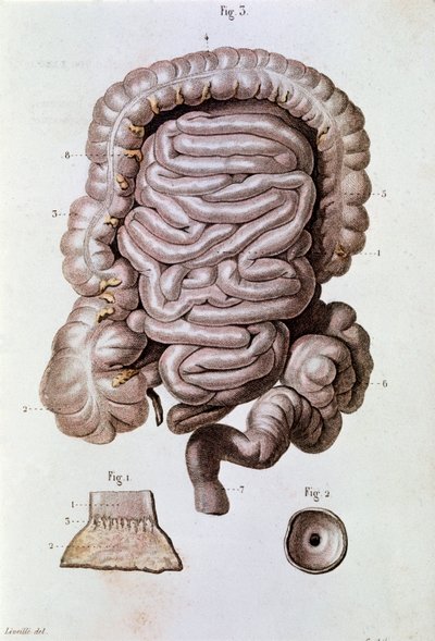 Study of human intestine, duodenum and small intestine by Unknown artist