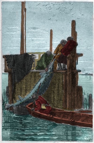 Sturgeon fishing in the Volga River by Unknown artist