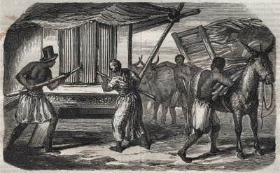 Sugar Manufacturing: A Sugar Cane Mill in a Sugar Factory in the West Indies. Engraving from 1859 by Unknown artist