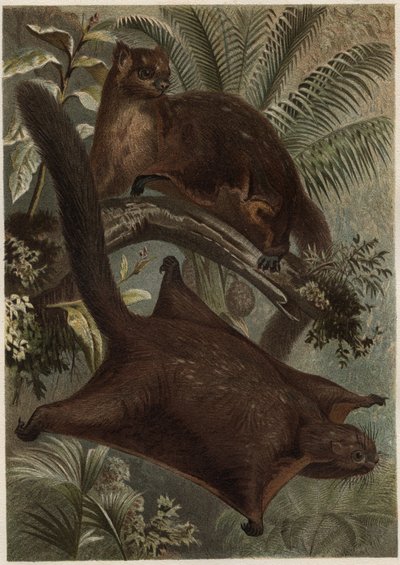 Flying Squirrel from 