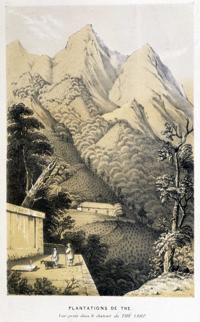 Tea plantation in China: view taken in the green tea district, Fortune
