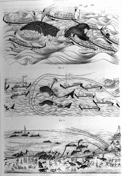 Techniques of fishing of this species in Japan. Sample of drawings sent by the Government of Japan. Engraving in 