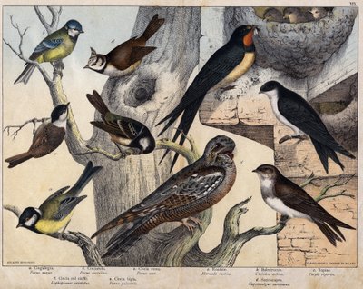 The 5 birds of the left - a: Swallow (Parus major), b: Blue-eyed (Parus coreulus), c: Black-haired (Parus ater), d: Black-eyed (Lopophanes cristatus), e: Black-eyed (Parus palustris) The 4 birds of the right - a: rustic swallow (Hirondo rustica), b: Swallo by Unknown artist