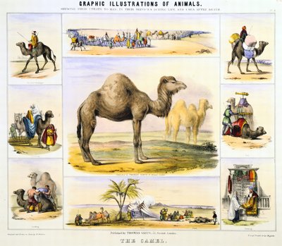 The Camel: used for transport, milk, meat, cloth. Hand-coloured lithograph by Waterhouse Hawkins, creator of the prehistoric animals for the Crystal Palace exhibition of 1851. From Graphic Illustrations of Animals and Their Utility to Man by Unknown artist