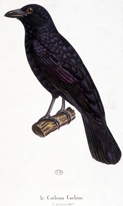 The Corbine Raven - natural history board by Unknown artist