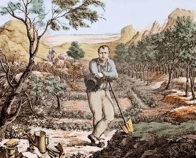 The Gardener of St Helena - Napoleon in Exile on St Helena (engraving) by Unknown artist