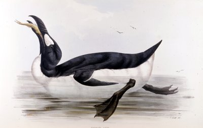 The Giant Penguin (Alca Impennis) - in The birds of Europe by John Gould, London by Unknown artist