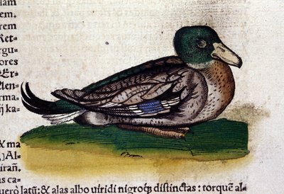 The Harle in Historia Animalium by Conrad Gesner by Unknown artist