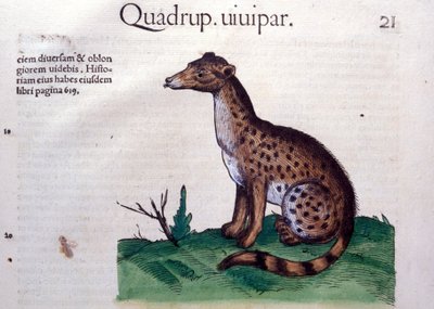 The Jackal - in Historia Animalium by Conrad Gesner, Tiguri by Unknown artist