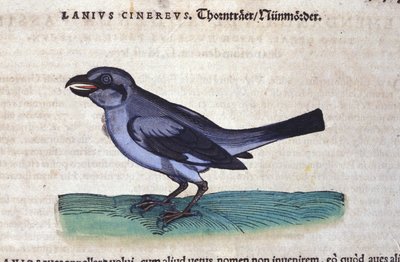 The Shrike in Historia Animalium by Conrad Gesner by Unknown artist