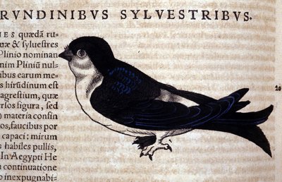 The Swift in Historia Animalium by Conrad Gesner by Unknown artist