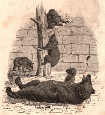 The bear pit of the Museum of Natural History: bear on the back grabbing a piece of meat, two bears playing on a tree and another one eating by Unknown