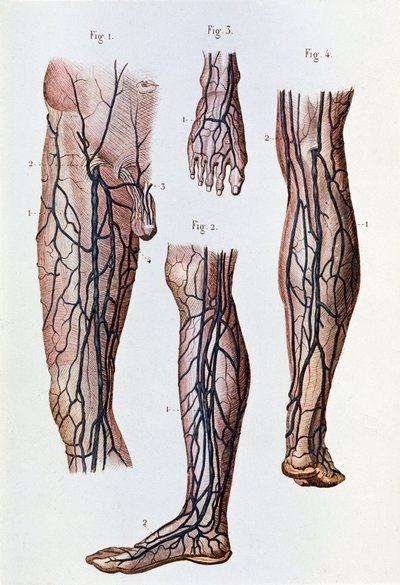 The blood circulation system in the legs and foot by Unknown artist