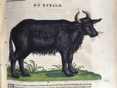 The buffalo after 
