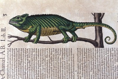 The chameleon after Historiae animalium by Konrad Gesner, Tiguri by Unknown artist