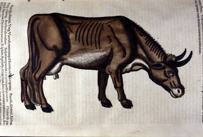 The Cow after Historiae Animalium by Konrad Gesner, Tiguri by Unknown artist