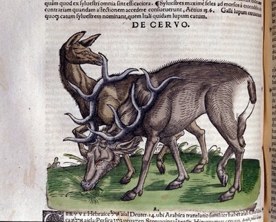 The deer after 