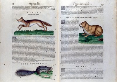 The double page of rodents in Historia Animalium by Conrad Gesner by Unknown artist