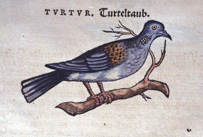 The Dove - from Historiae Animalium by Konrad Gesner, Tiguri by Unknown artist