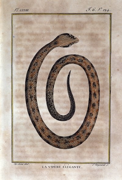 The Elegante Viper. Plate from 
