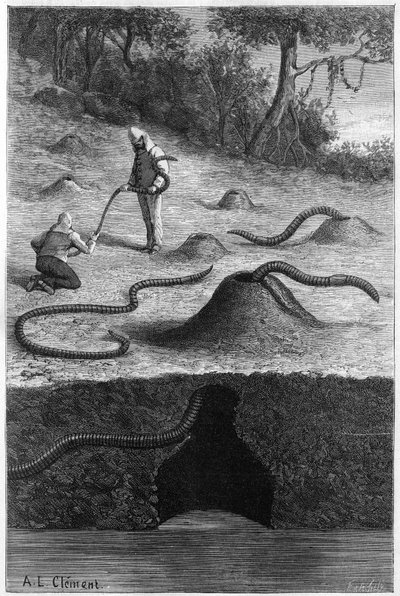 The gigantic earthworm from Australia: 