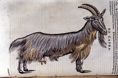 The Goat from Historiae Animalium by Konrad Gesner, Tiguri by Unknown artist