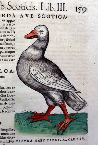 The Goose after Historiae Animalium by Konrad Gesner, Tiguri by Unknown artist